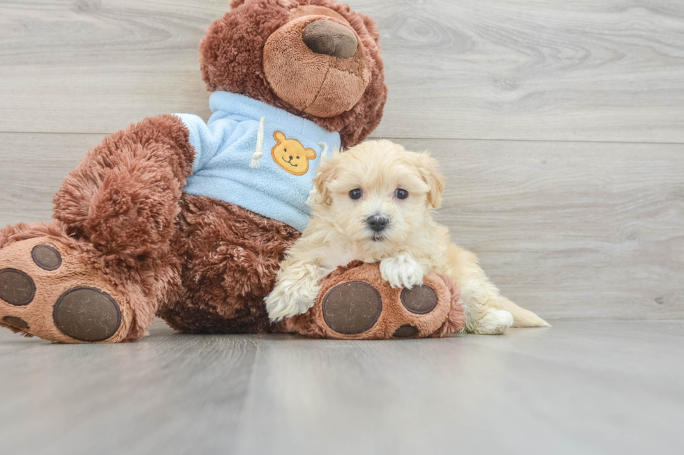 Best Maltipoo Baby