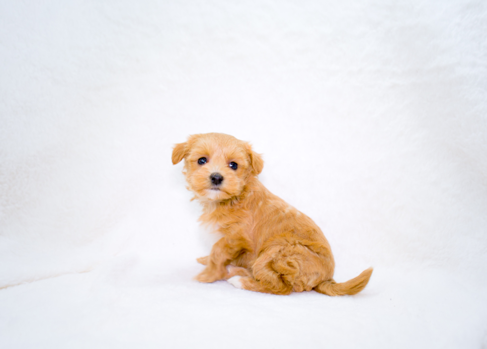 Maltipoo Pup Being Cute