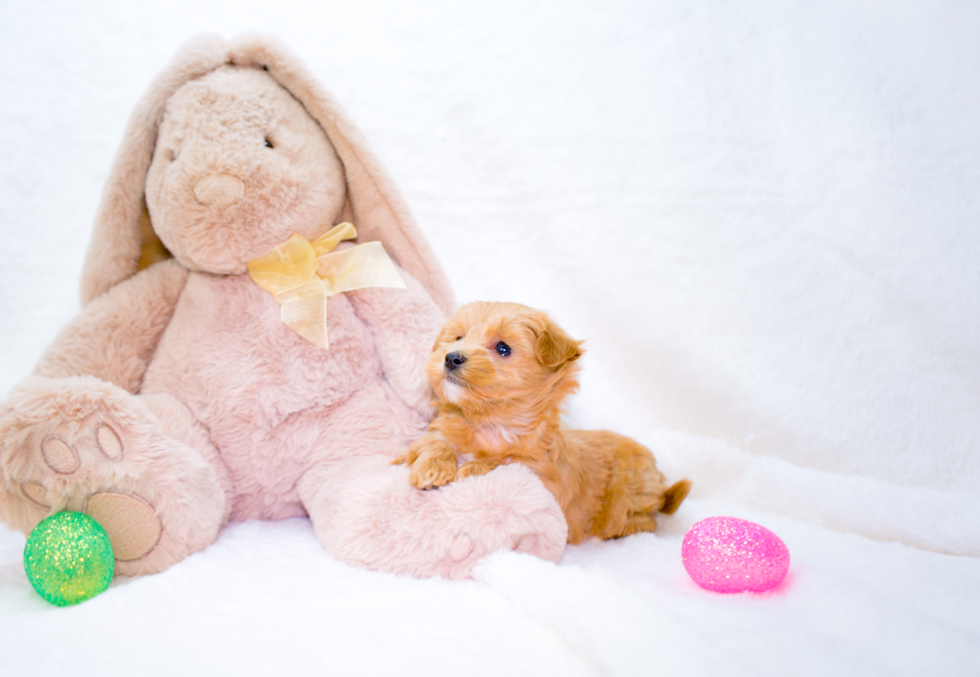 Cute Maltipoo Poodle Mix Pup