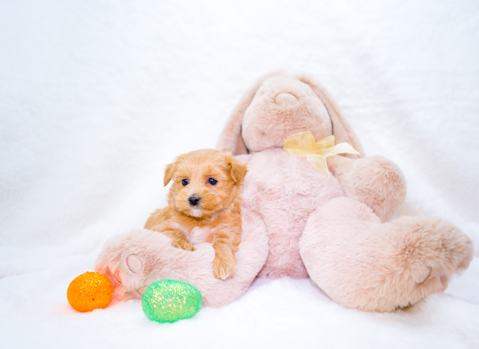 Cute Maltipoo Poodle Mix Pup