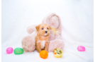 Cute Maltipoo Poodle Mix Pup