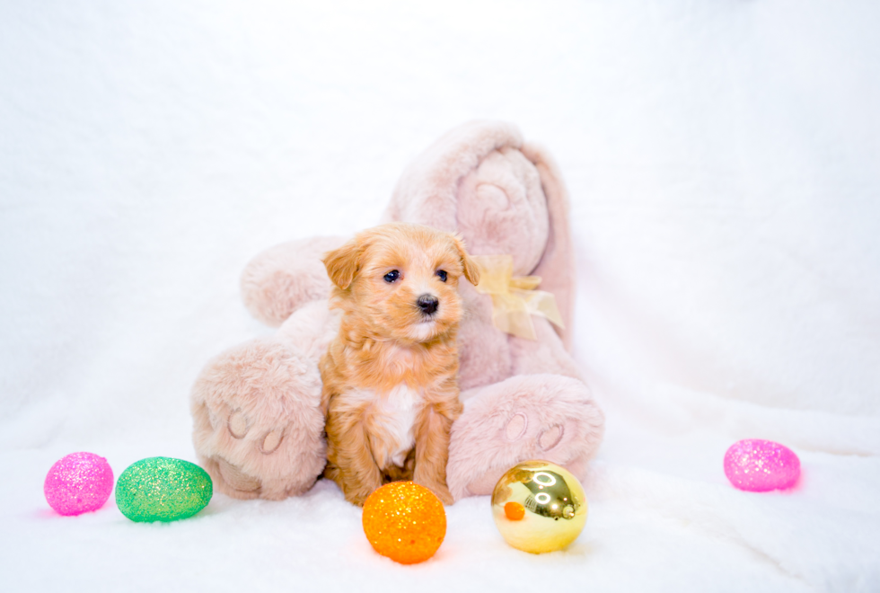 Cute Maltipoo Poodle Mix Pup