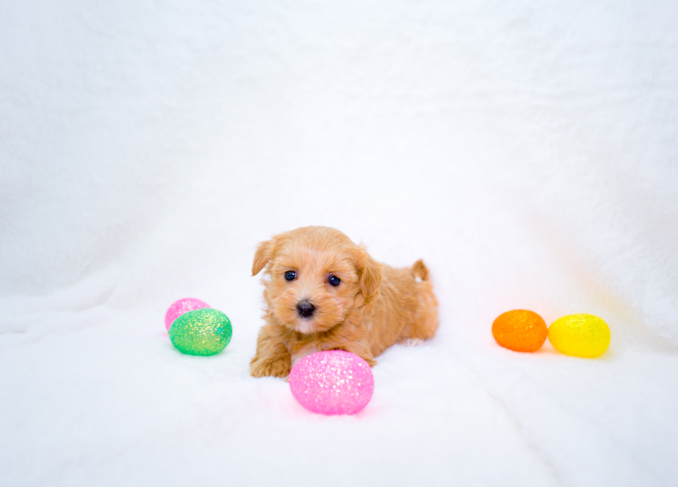 Best Maltipoo Baby