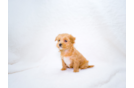 Maltipoo Puppy for Adoption