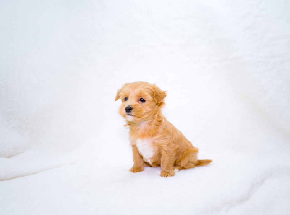 Maltipoo Puppy for Adoption