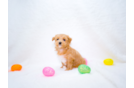 Maltipoo Puppy for Adoption