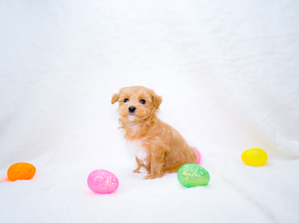 Maltipoo Puppy for Adoption