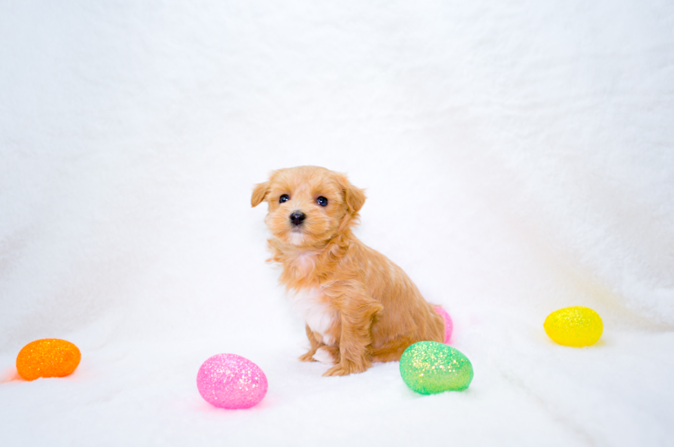 7 week old Maltipoo Puppy For Sale - Simply Southern Pups