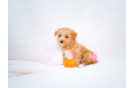 Cute Maltipoo Poodle Mix Pup