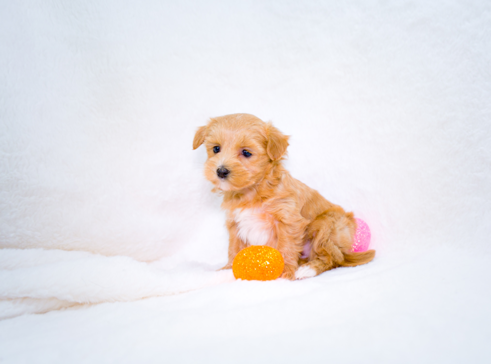 Cute Maltipoo Poodle Mix Pup