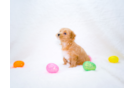 Maltipoo Puppy for Adoption