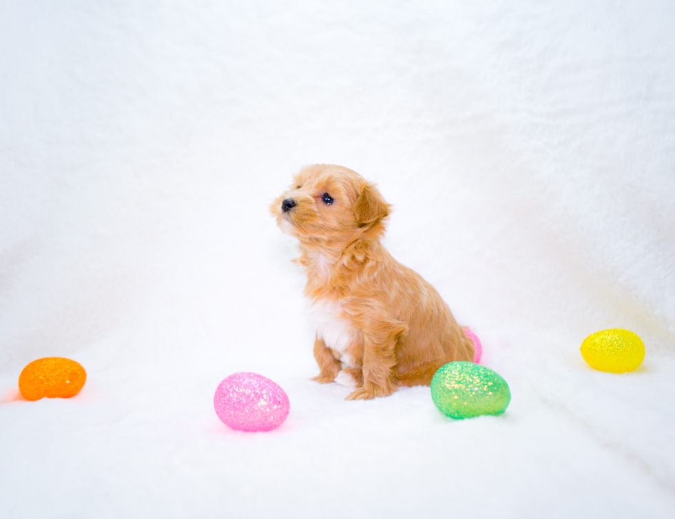 Maltipoo Puppy for Adoption