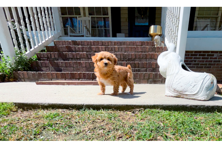 Cute Malt a Poo Poodle Mix Puppy