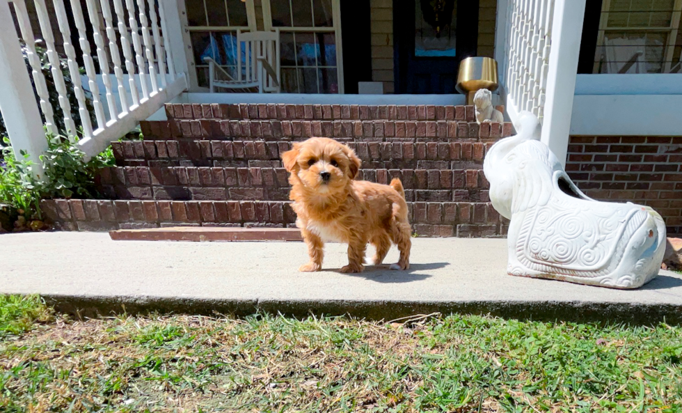 Cute Malt a Poo Poodle Mix Puppy