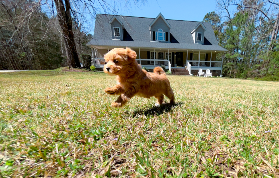 Maltipoo Puppy for Adoption
