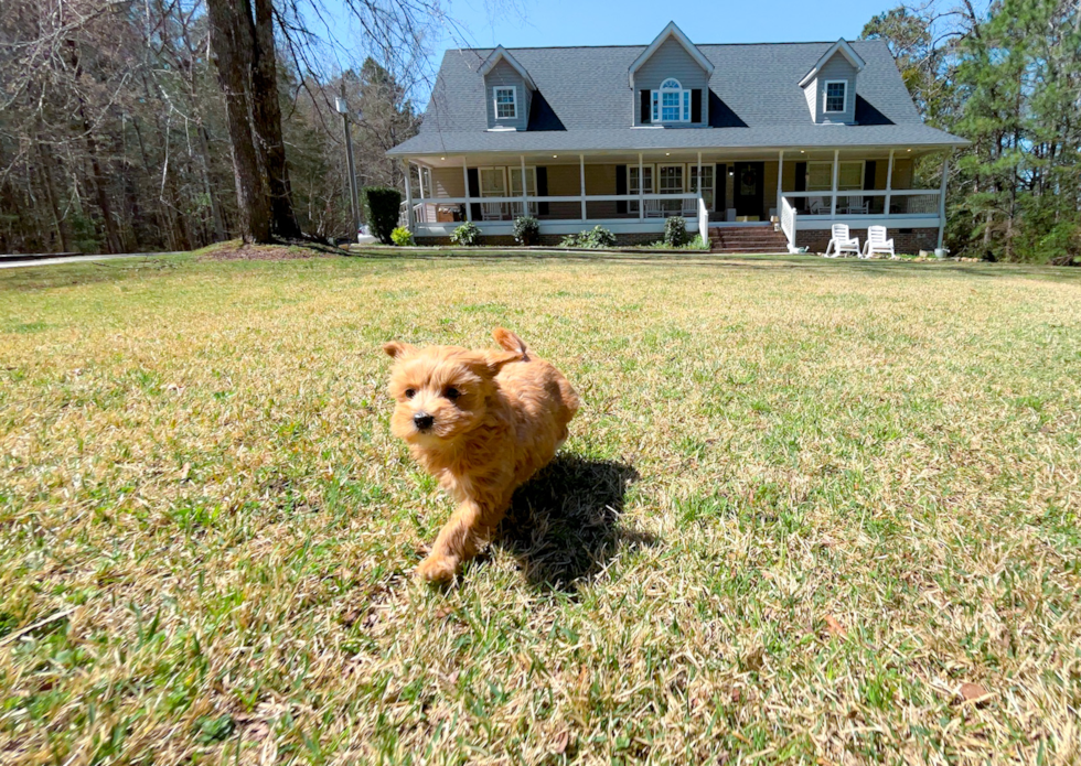 Cute Malt a Poo Poodle Mix Puppy