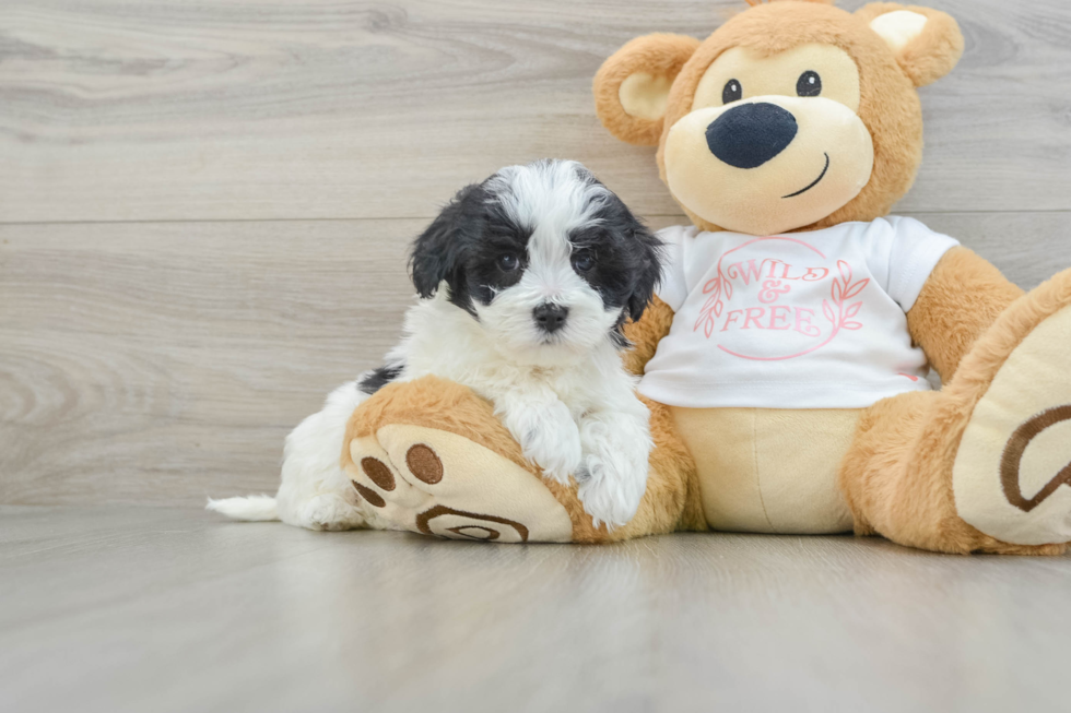 Hypoallergenic Maltese Poodle Poodle Mix Puppy