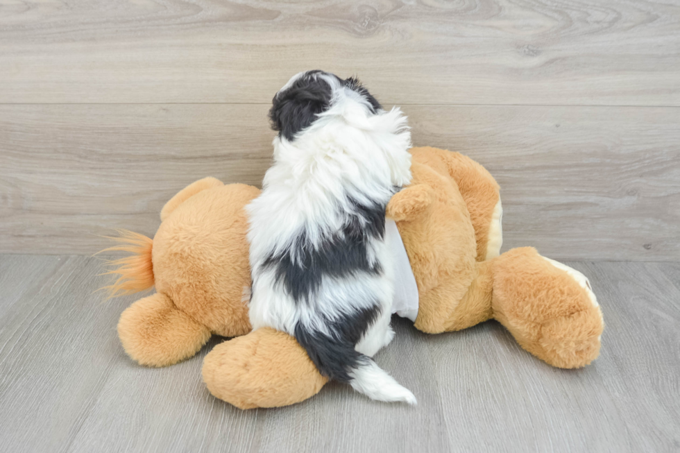 Funny Maltipoo Poodle Mix Pup