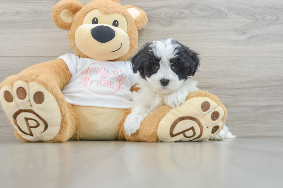 6 week old Maltipoo Puppy For Sale - Simply Southern Pups