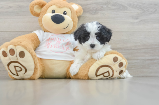 Friendly Maltipoo Baby