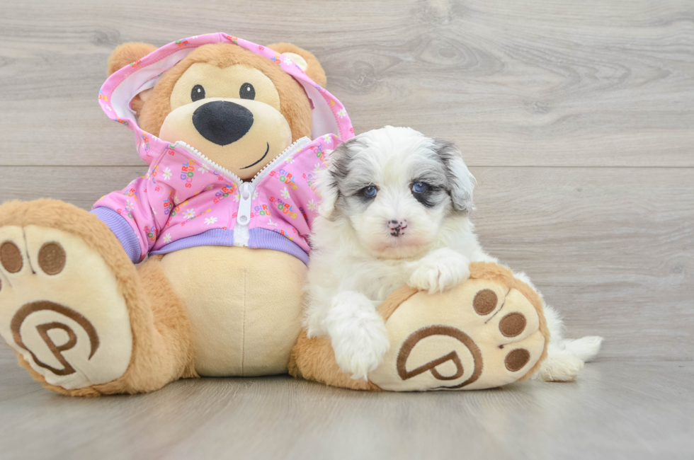 6 week old Maltipoo Puppy For Sale - Simply Southern Pups
