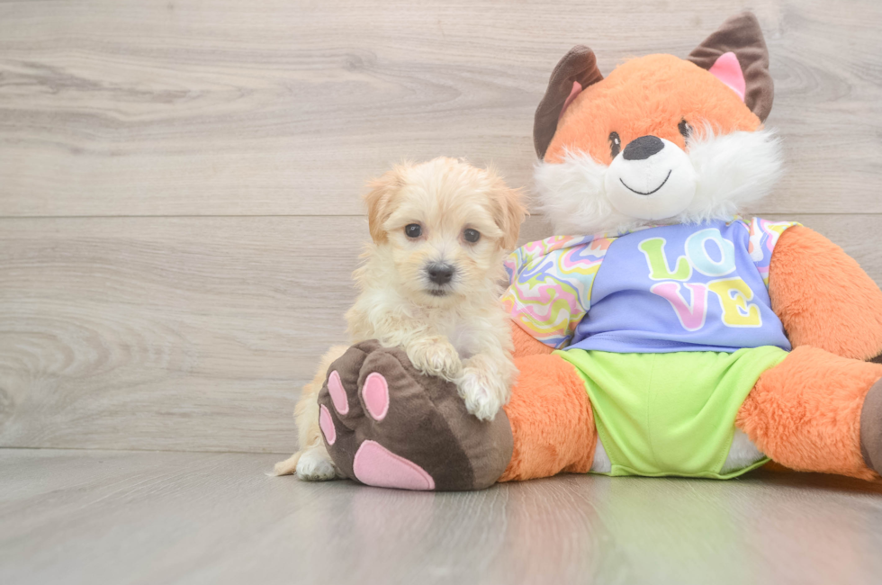 5 week old Maltipoo Puppy For Sale - Simply Southern Pups