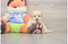 Maltipoo Pup Being Cute