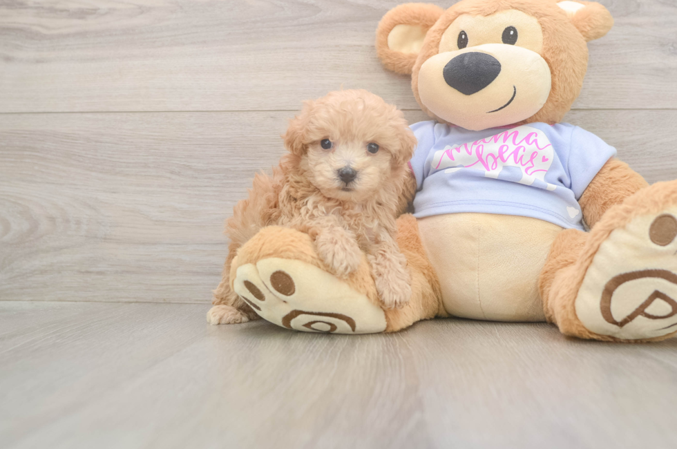 5 week old Maltipoo Puppy For Sale - Simply Southern Pups