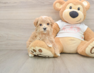 7 week old Maltipoo Puppy For Sale - Simply Southern Pups