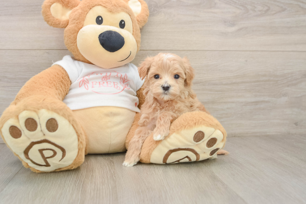 Friendly Maltipoo Baby