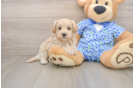 Maltipoo Pup Being Cute