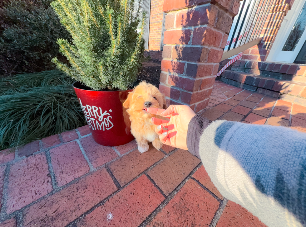 Maltipoo Puppy for Adoption