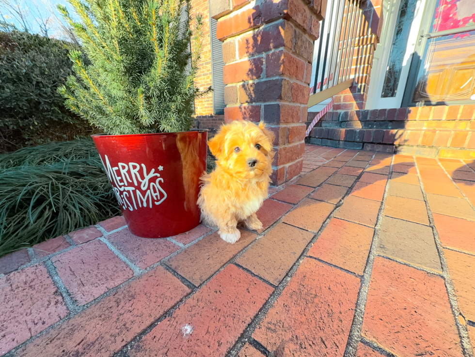 Cute Malt a Poo Poodle Mix Puppy