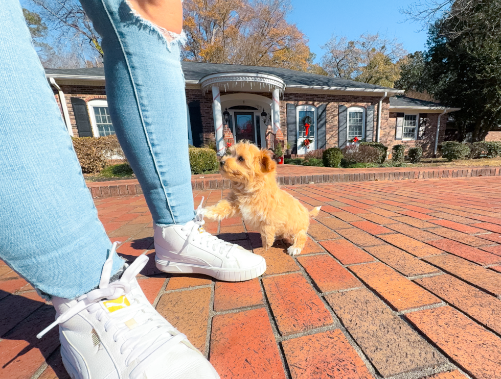 Cute Maltipoo Poodle Mix Pup