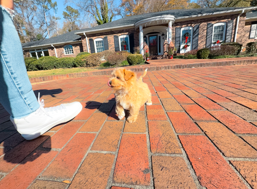 Cute Maltipoo Poodle Mix Pup
