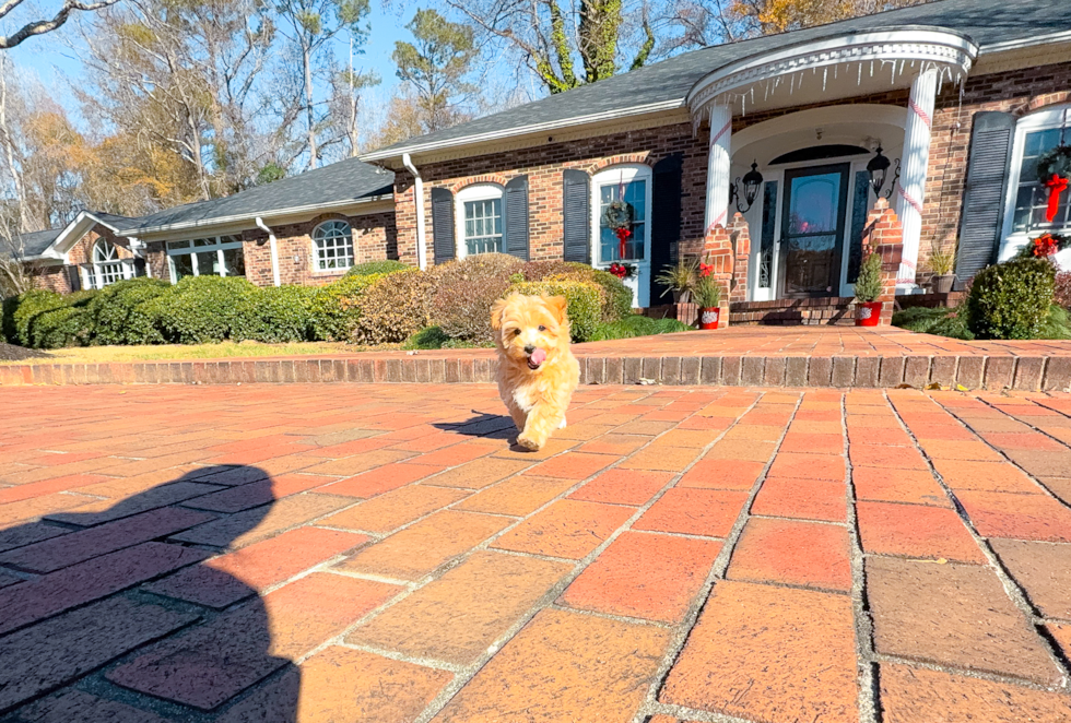 Cute Malt a Poo Poodle Mix Puppy