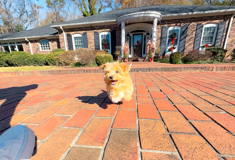Cute Malt a Poo Poodle Mix Puppy