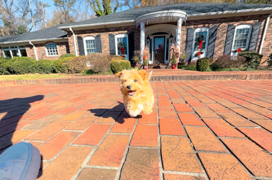 Cute Malt a Poo Poodle Mix Puppy
