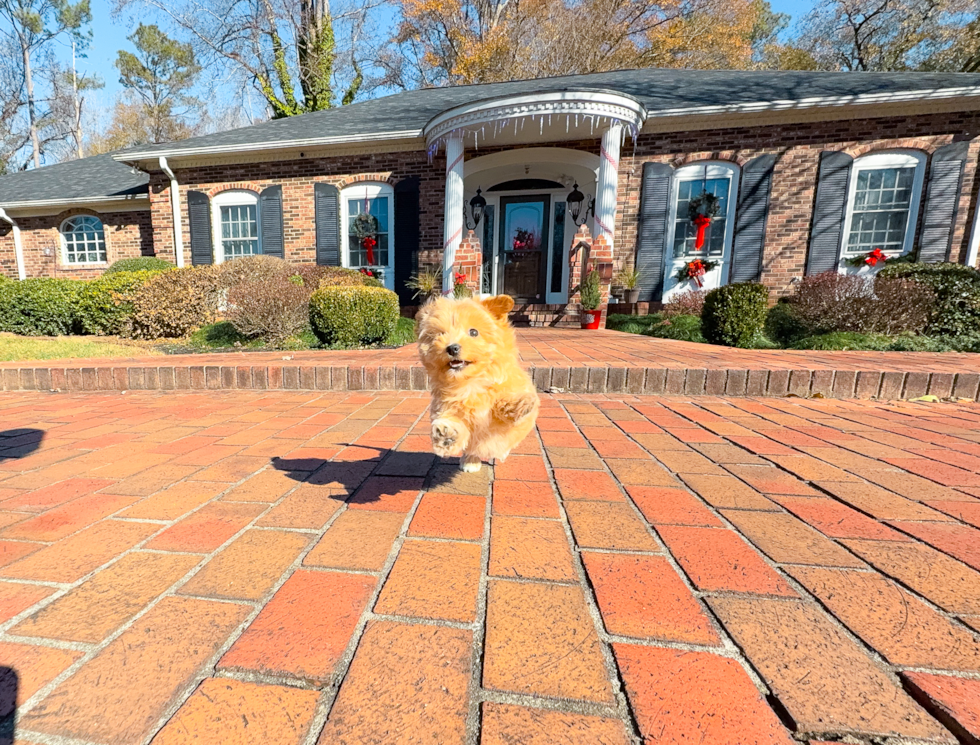 Maltipoo Pup Being Cute