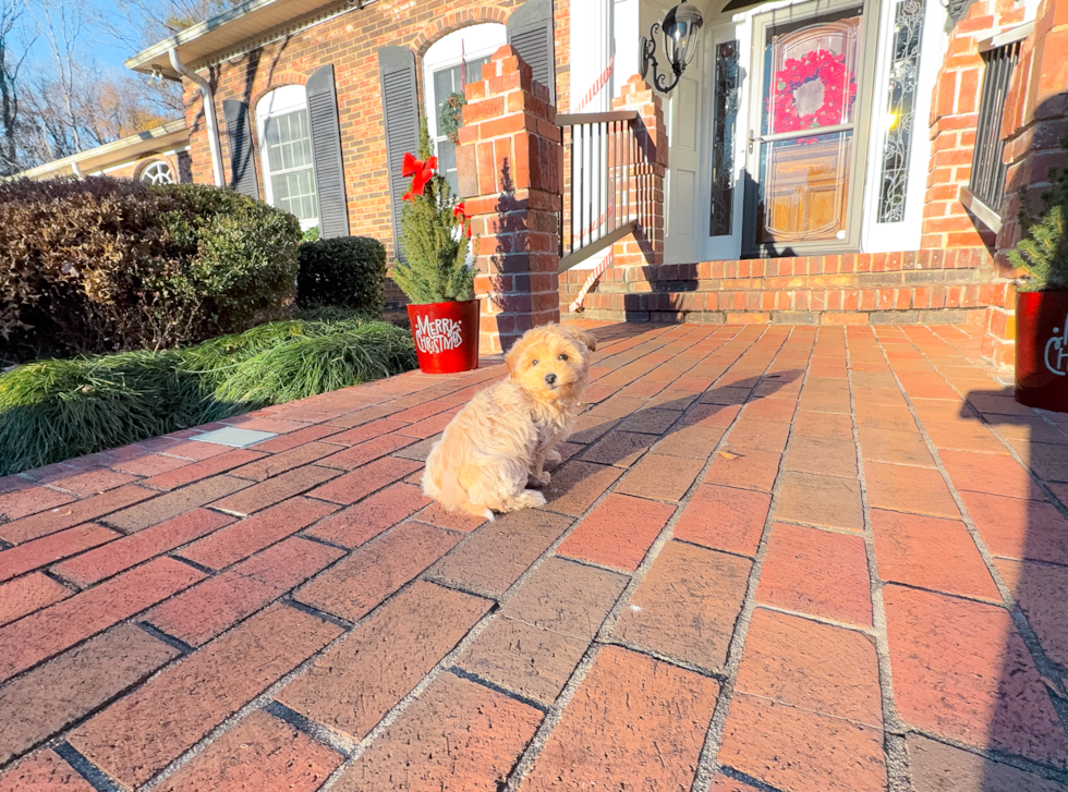 Cute Maltipoo Poodle Mix Pup