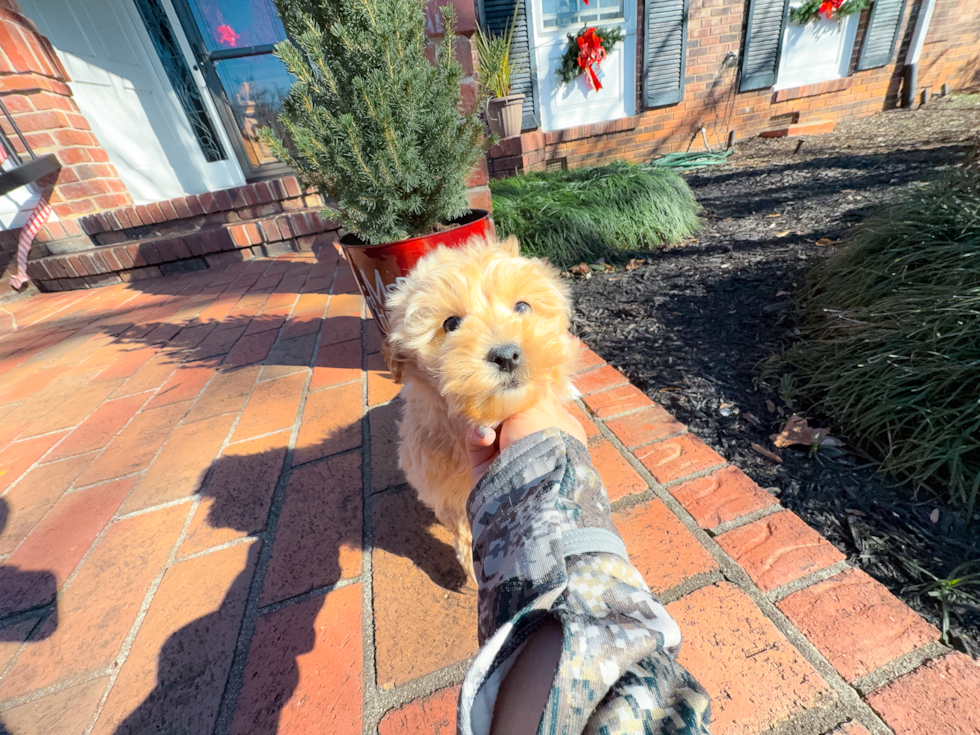 Maltipoo Puppy for Adoption