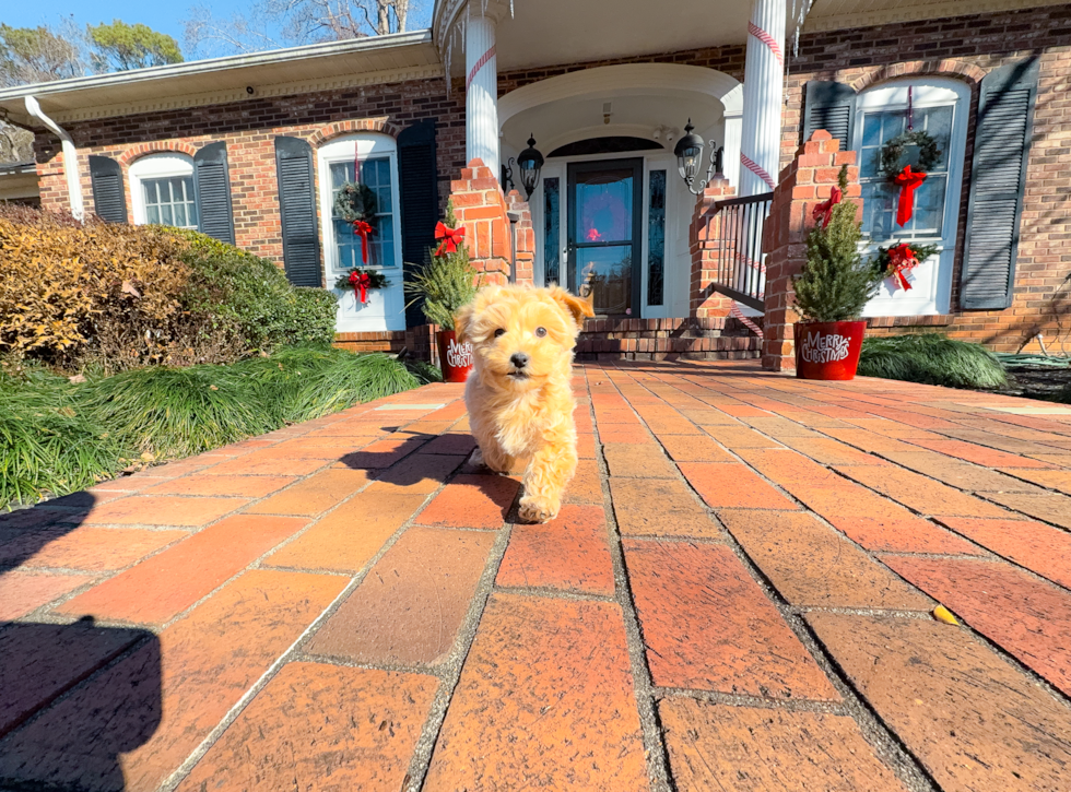 Cute Malt a Poo Poodle Mix Puppy