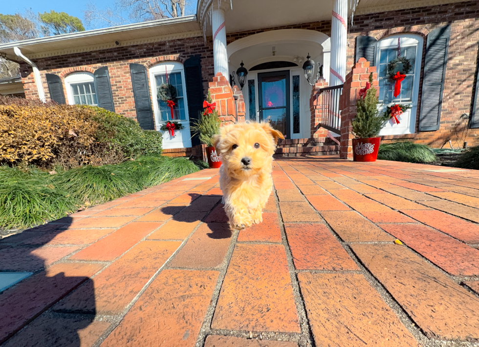 Maltipoo Puppy for Adoption