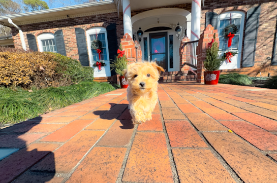 Maltipoo Puppy for Adoption