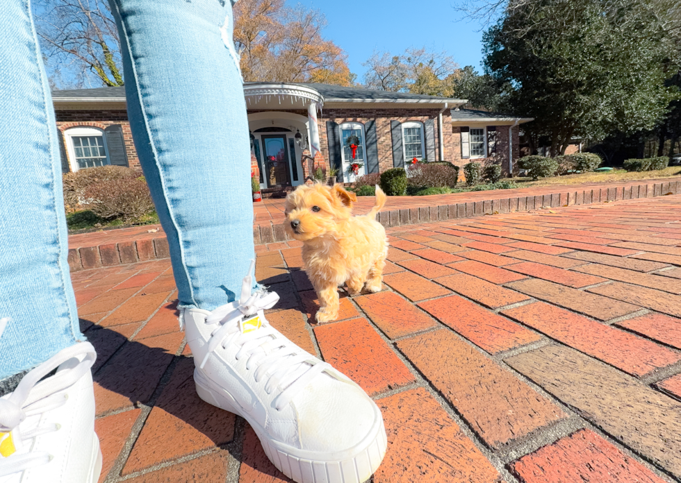 Cute Malt a Poo Poodle Mix Puppy