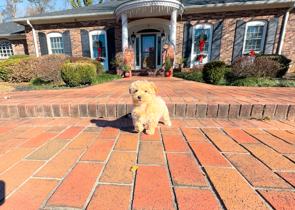 Maltipoo Pup Being Cute