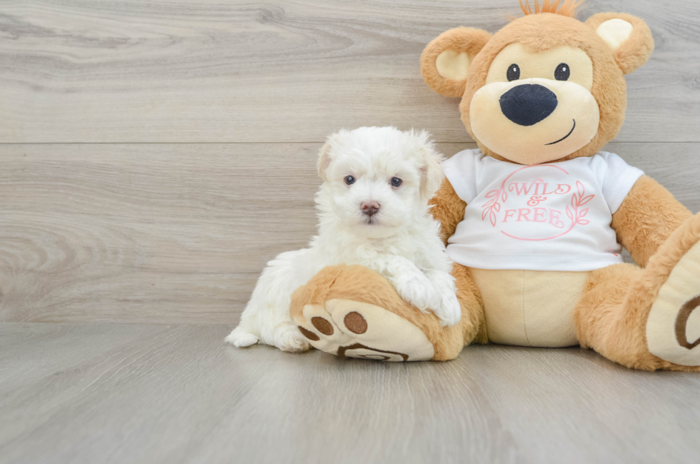 6 week old Maltipoo Puppy For Sale - Simply Southern Pups