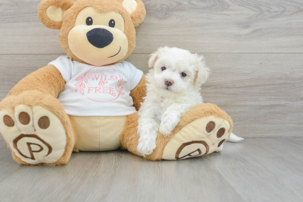 Fluffy Maltipoo Poodle Mix Pup