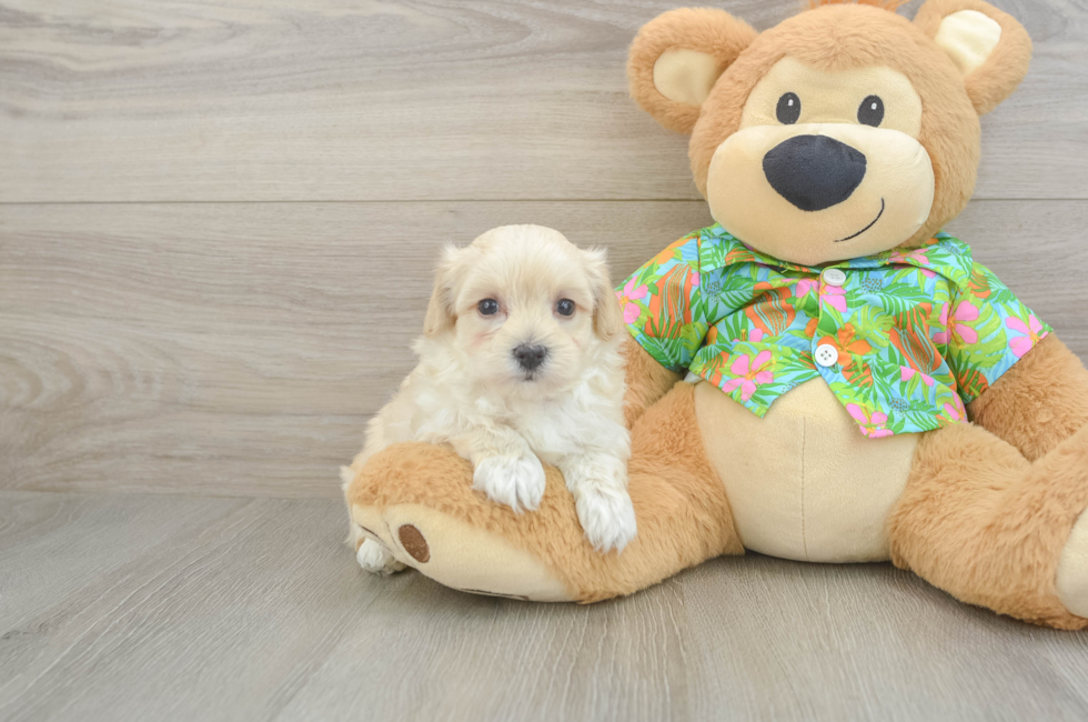 6 week old Maltipoo Puppy For Sale - Simply Southern Pups