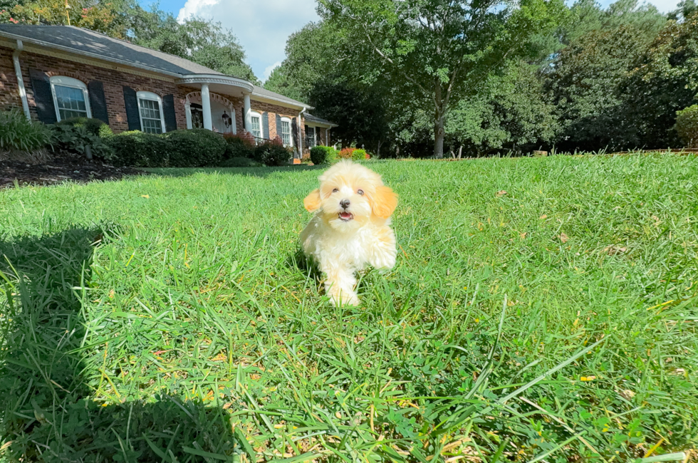 11 week old Maltipoo Puppy For Sale - Simply Southern Pups
